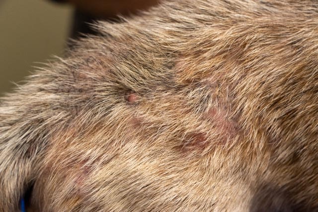 Flea Allergy Dermatitis in Dogs: Signs and Treatment | PetMD