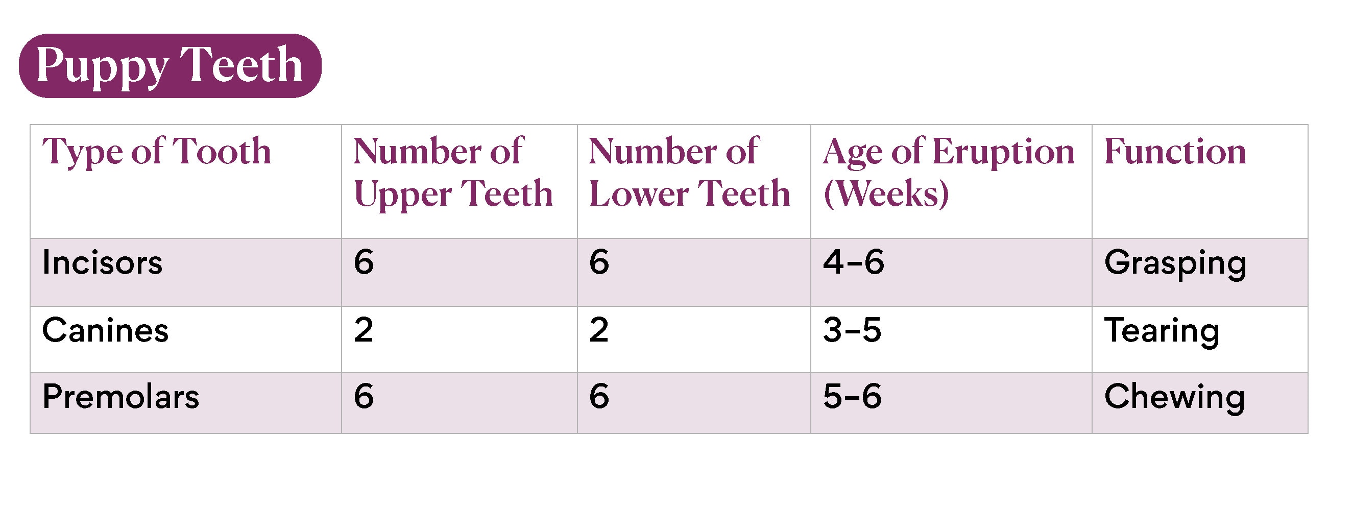 chart depicting how many teeth puppies have, when they erupt, and how they're used