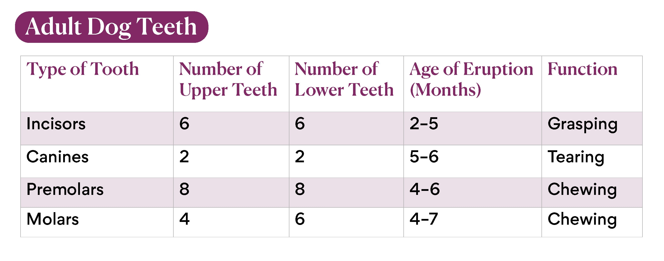 chart depicting how many teeth adult dogs have, when they erupt, and how they're used