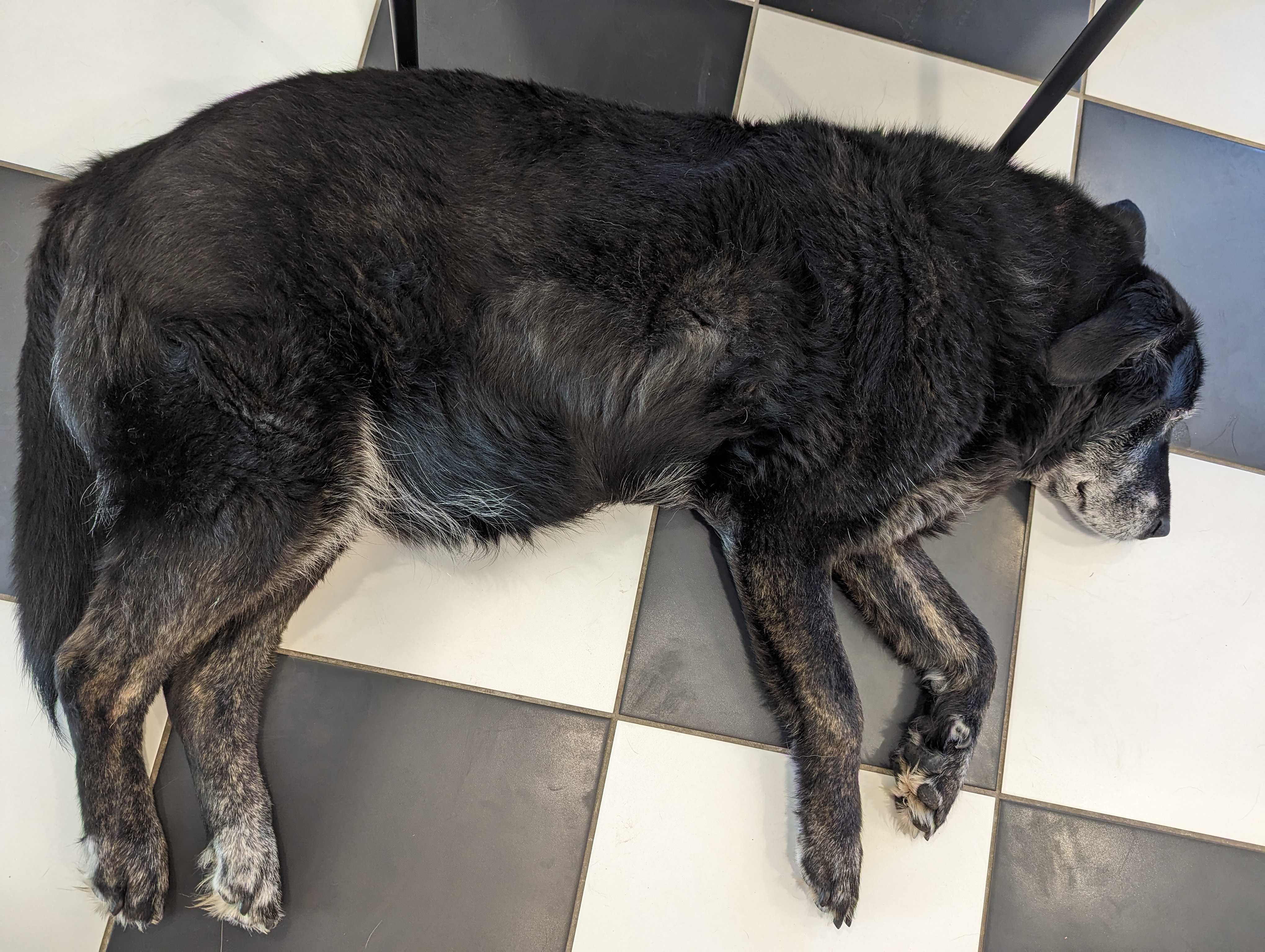 black lab dog lying on side with belly that resembles a potbelly. This is a common symptom for dogs with Cushing's Disease.