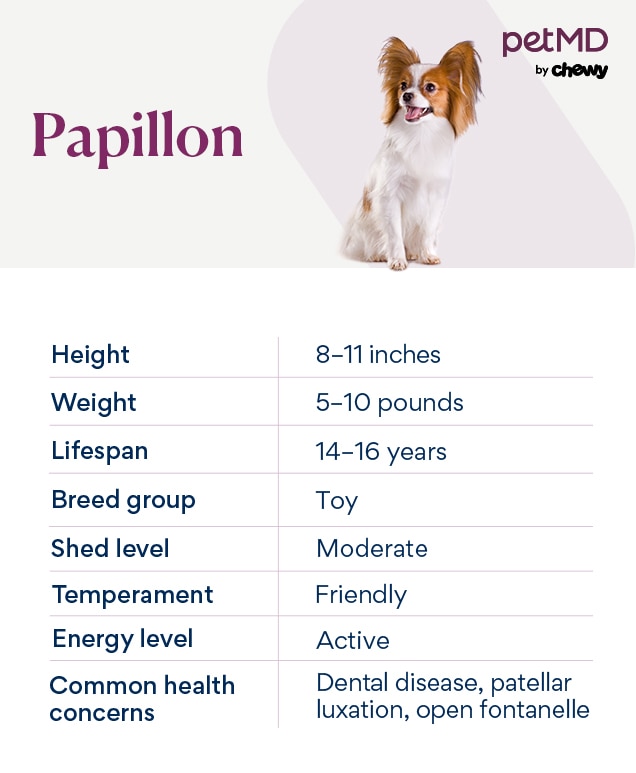 chart depicting a Papillon's dog breed characteristics