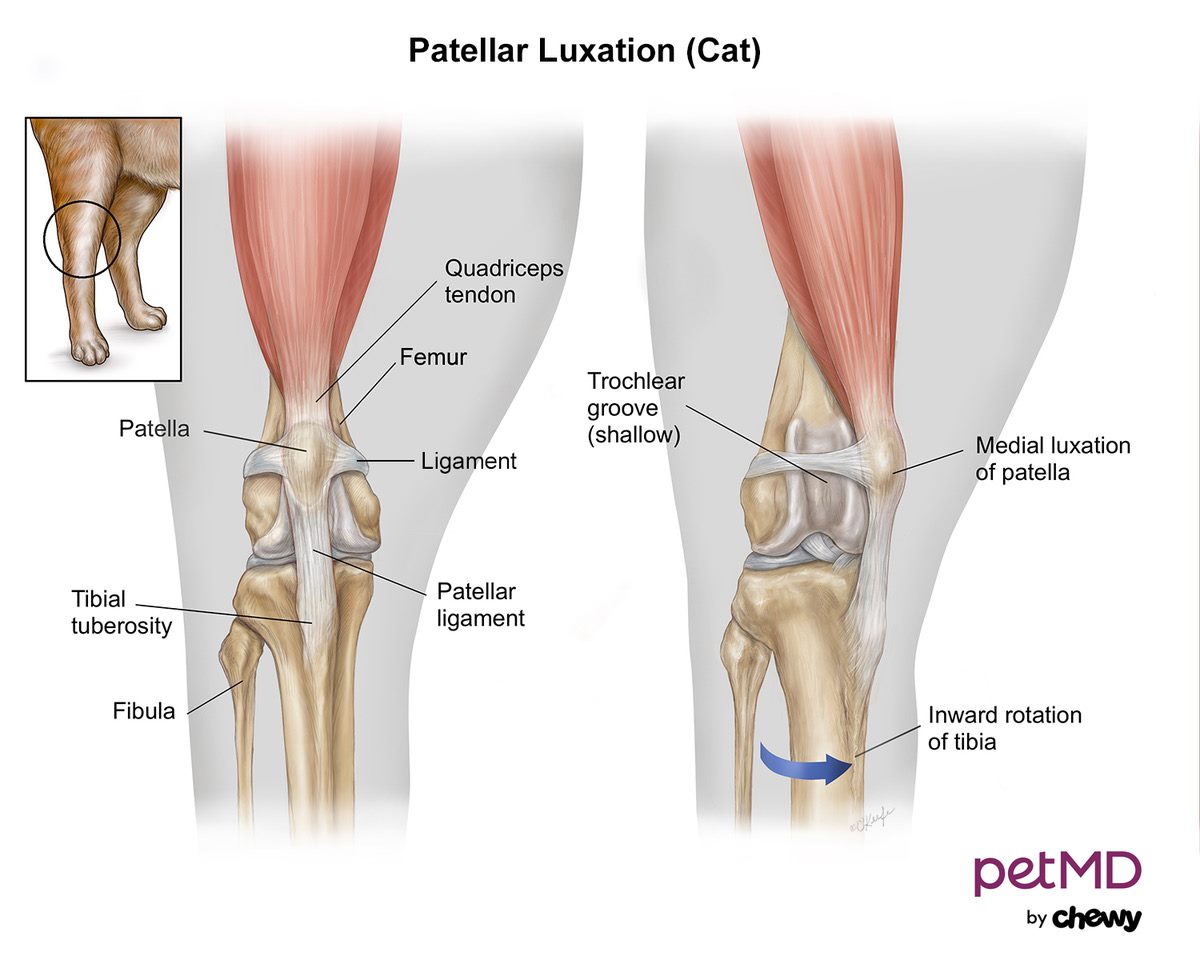 Patellar luxation (cat)