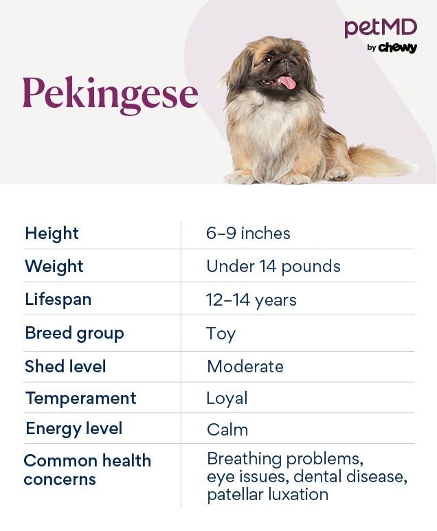 chart depicting a Pekingese's breed characteristics