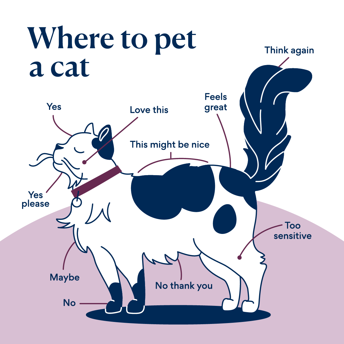 graphic depicting where to pet a cat