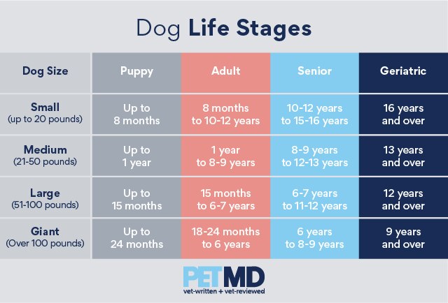 Dog Life Stage Chart