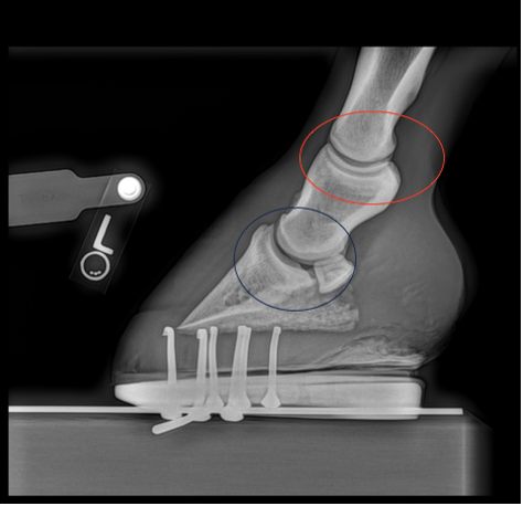 X-ray of normal horse foot anatomy with a shoe. Circled in red is the pastern joint, and circled in blue is the coffin joint.