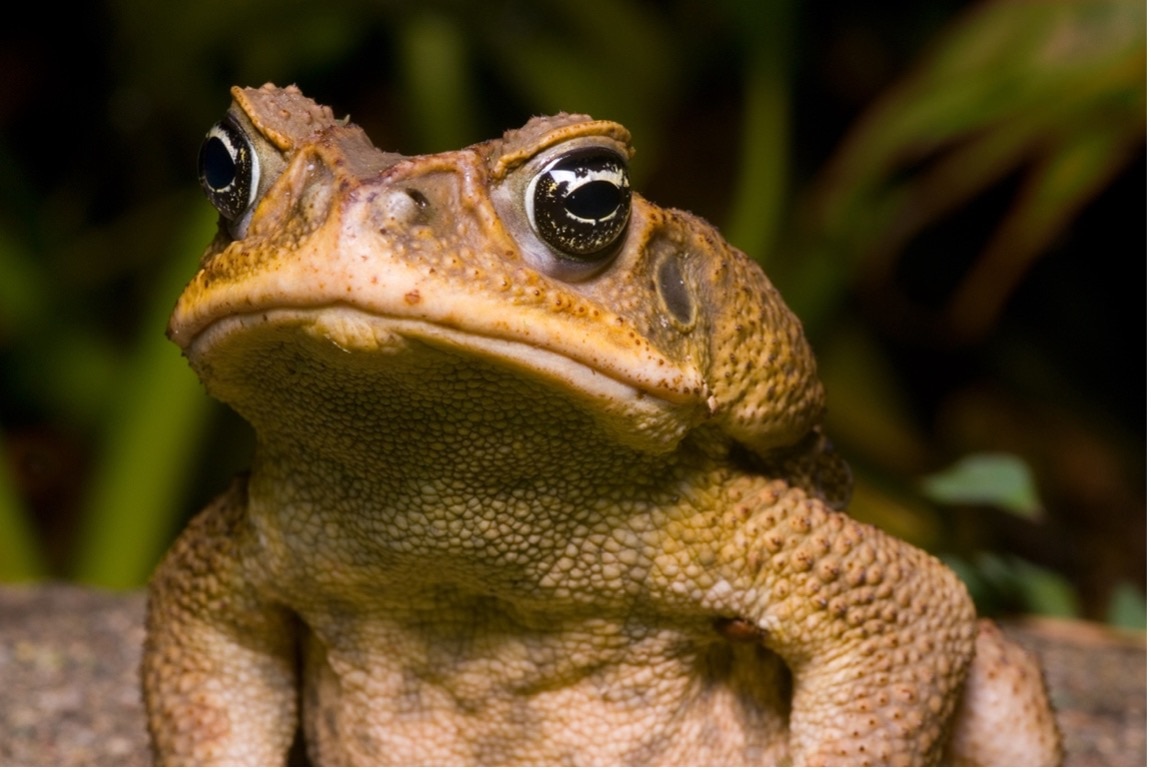 cane-toad