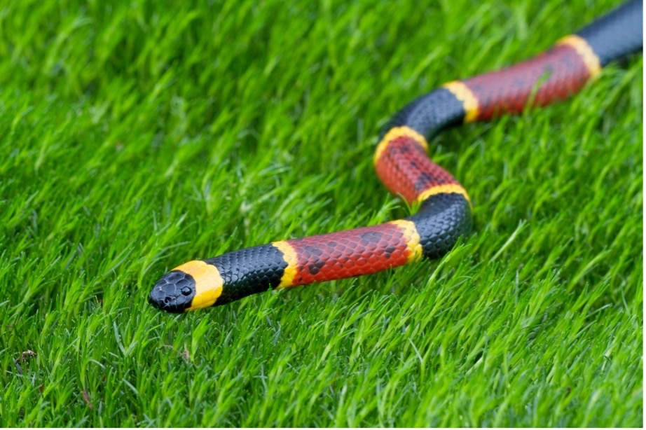 eastern-coral-snake-in-grass