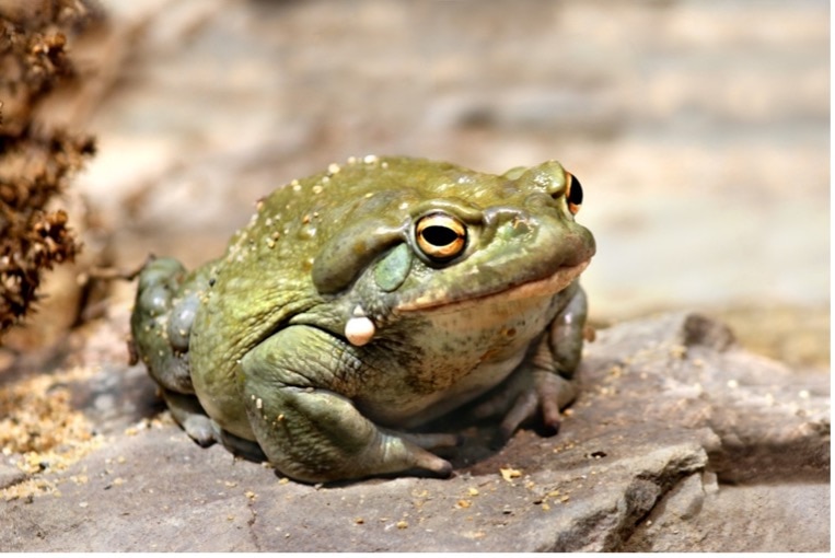 colorado river toad