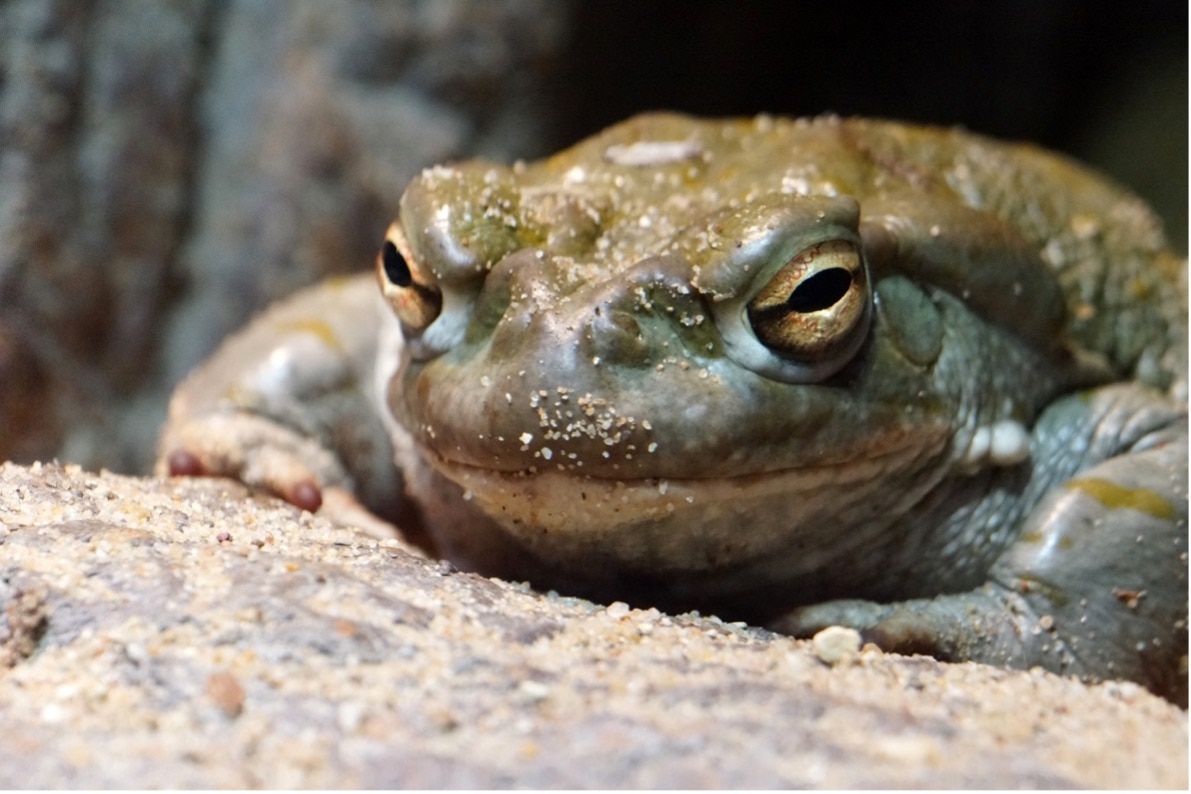 what happens if a dog bites a toad