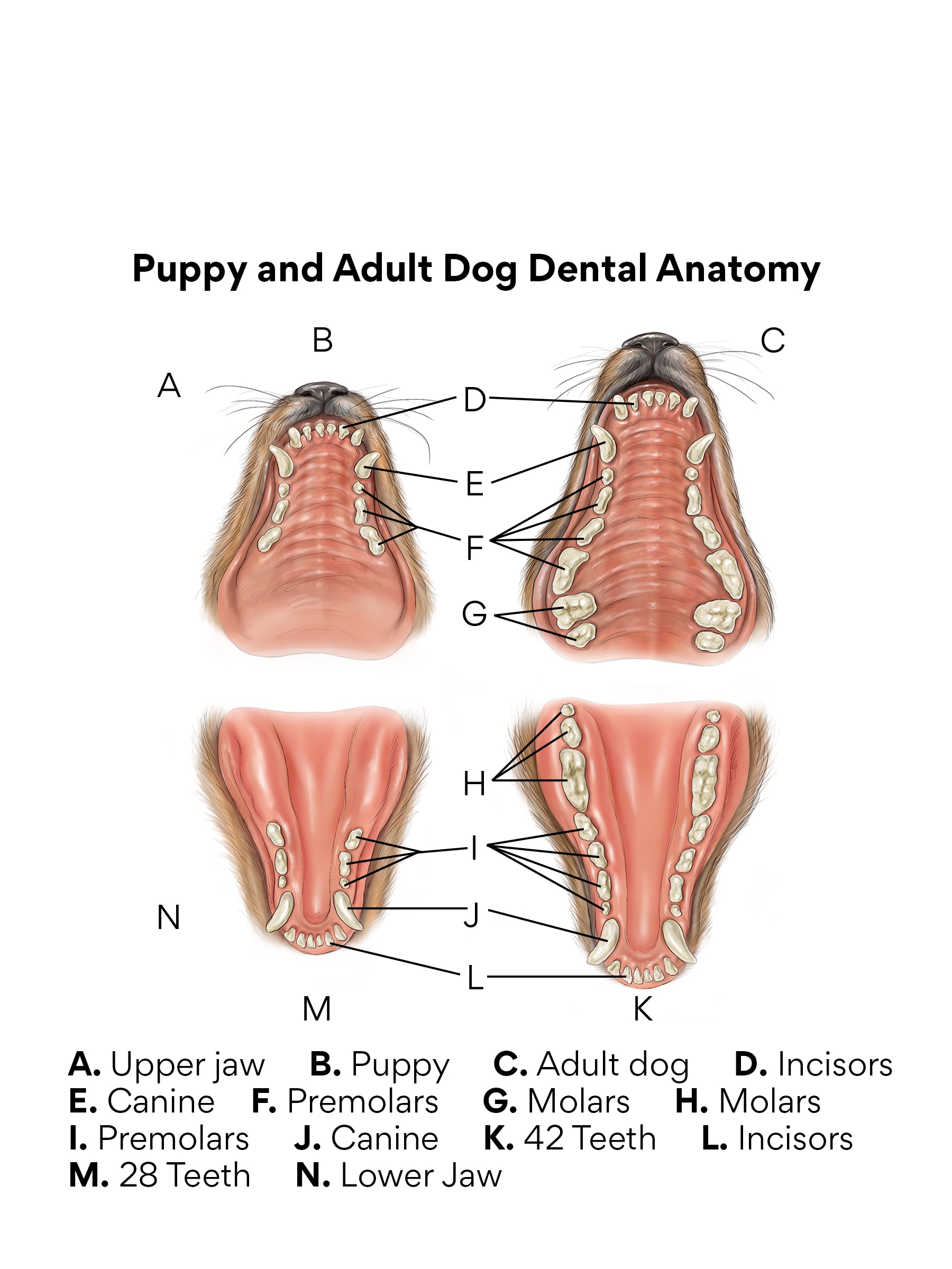 puppy teeth diagram