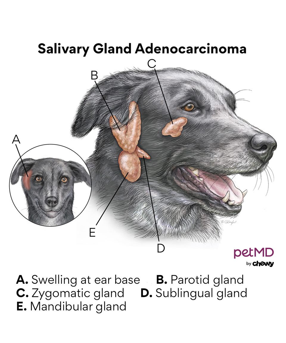 submandibular gland swelling in dogs