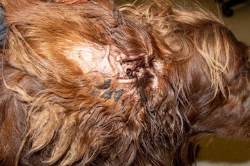 bacterial infection in dogs ears