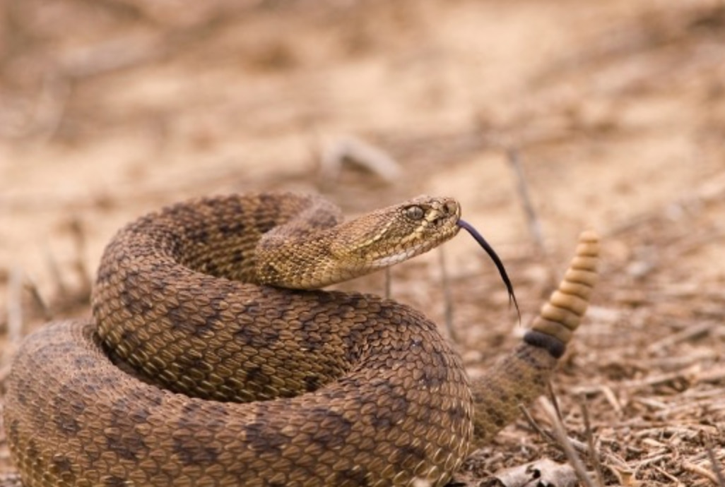 A rattlesnake in a wooded area.
