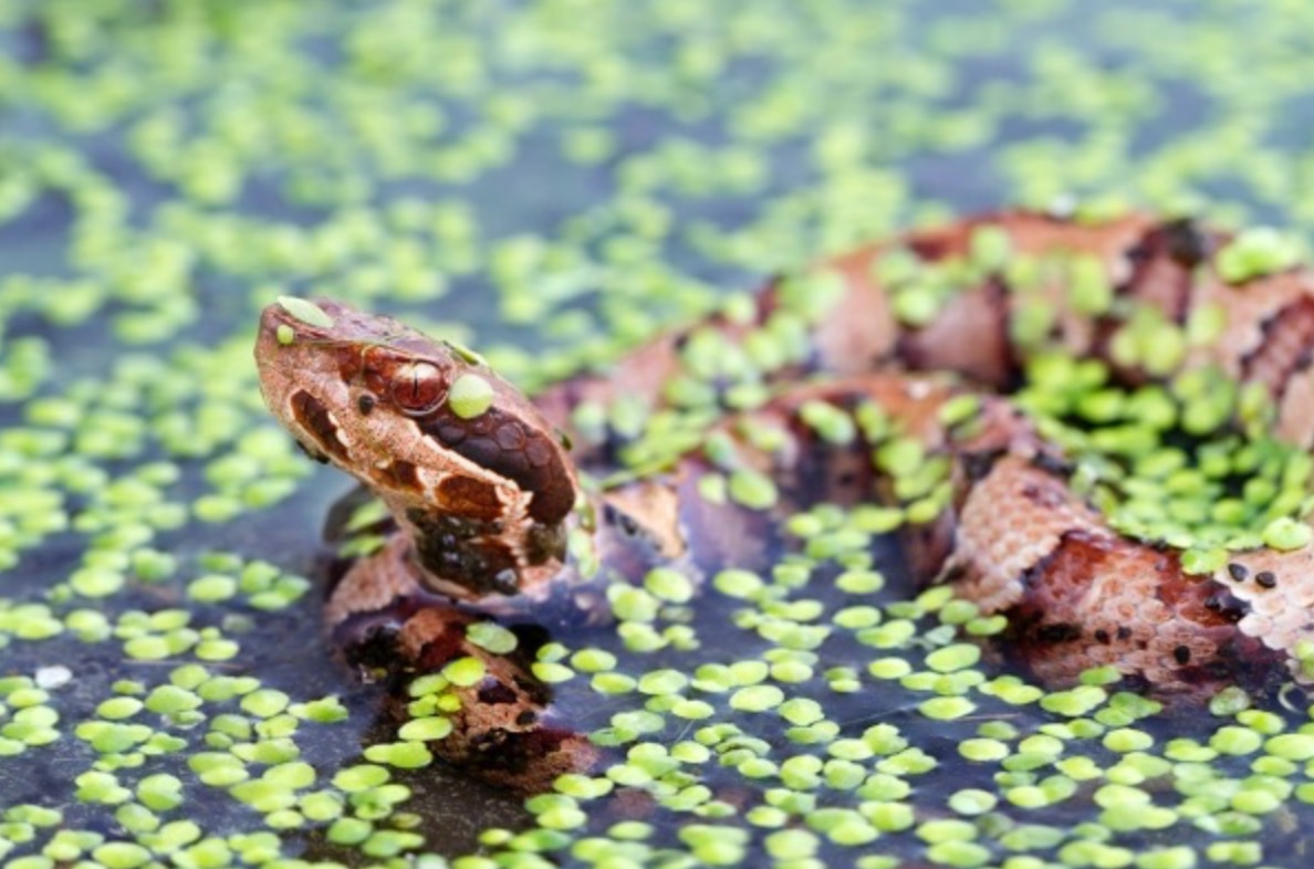 A cottonmouth, or water moccasin, in a swamp.