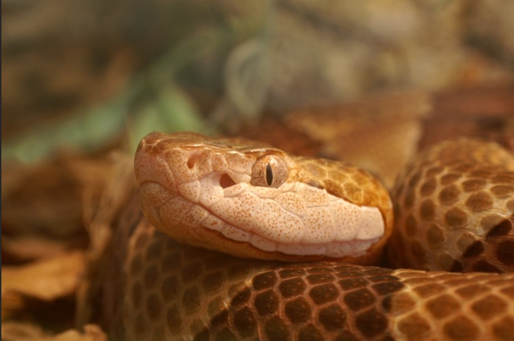 A copperhead snake.