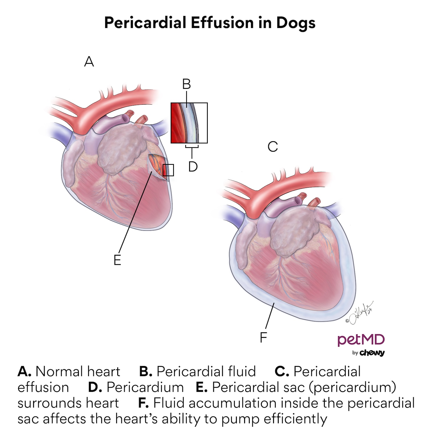A diagram of pericardial effusion in dogs.