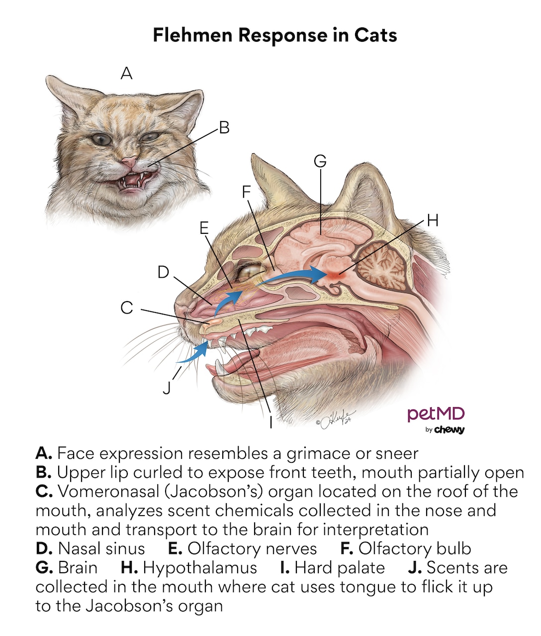 A diagram of the flehmen response in cats.