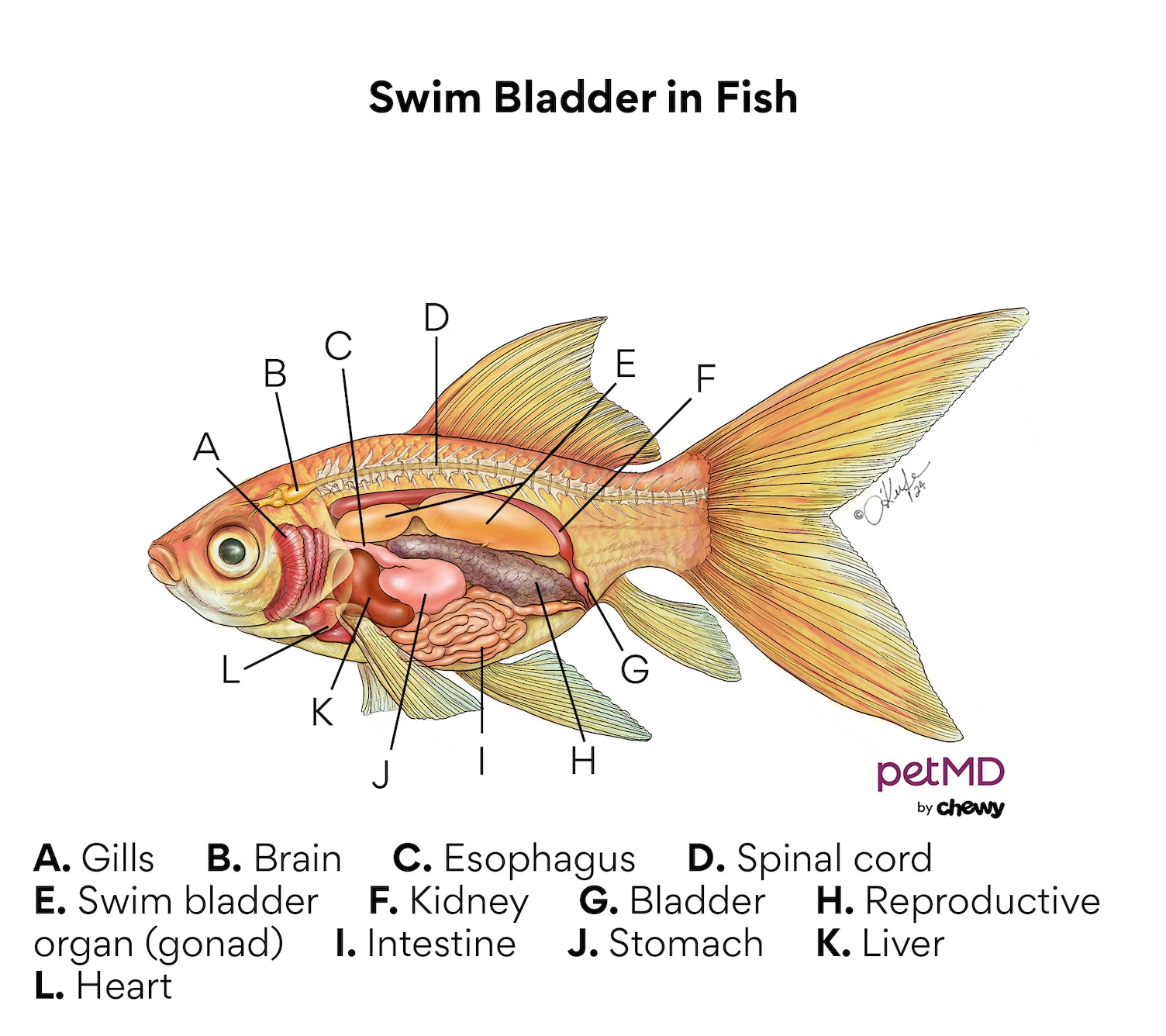 The diagram of the swim bladder in fish.