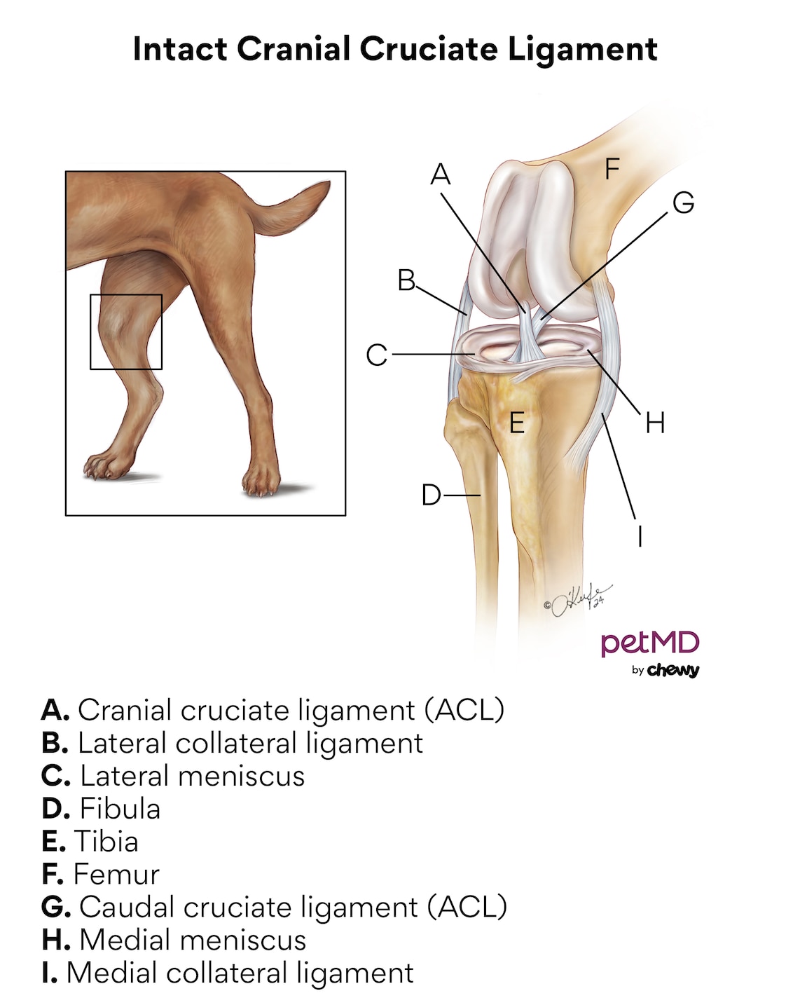 A diagram of an intact ACL in dogs.