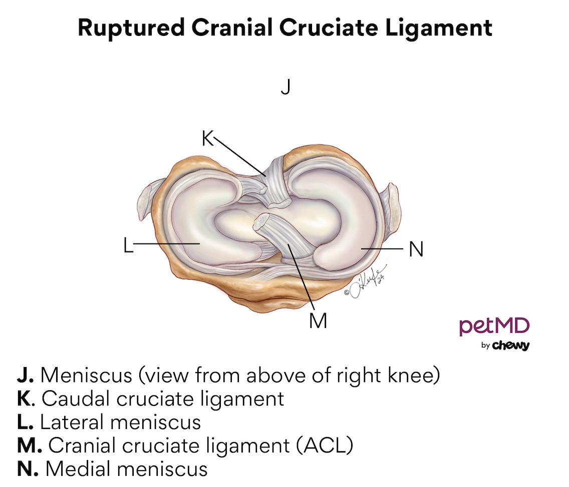A diagram of a ruptured ACL in dogs.