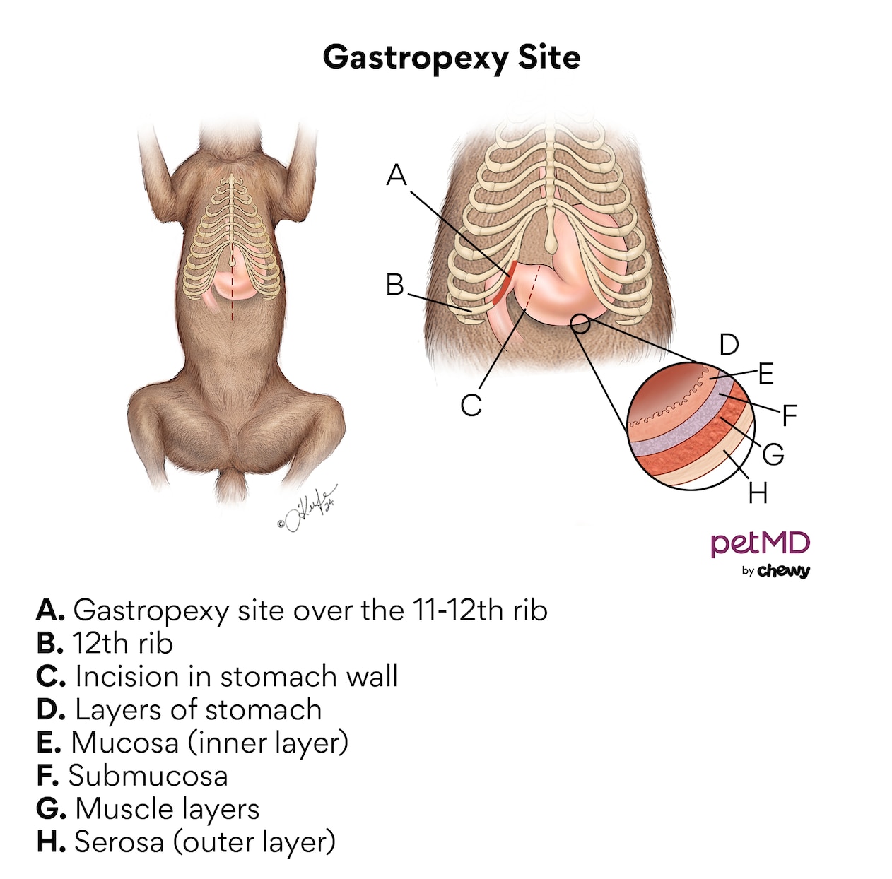 A diagram of a gastropexy site in dogs.