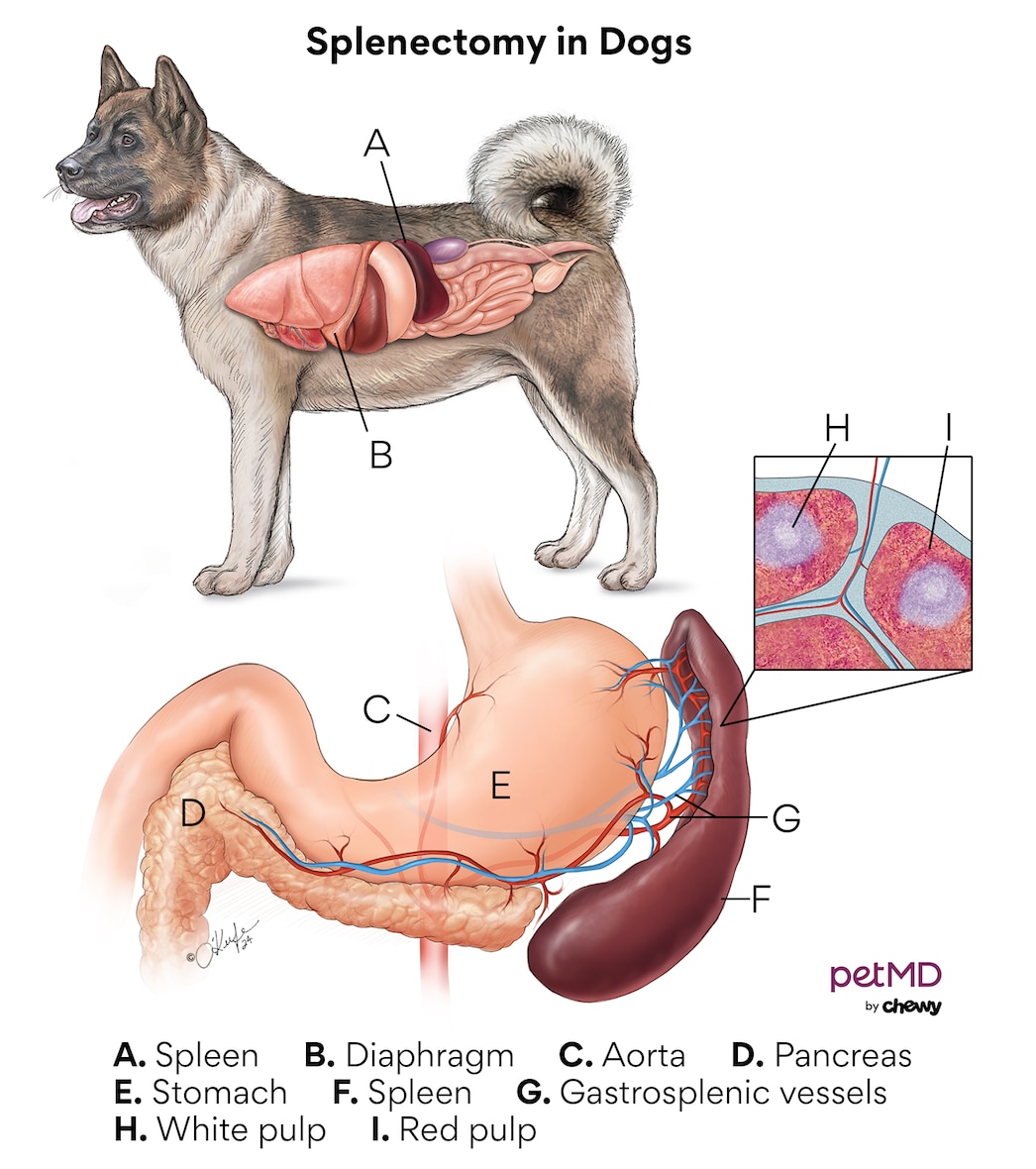A diagram of the anatomy of the spleen in dogs.