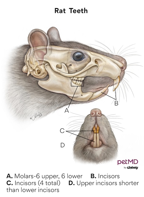 A diagram of rat teeth.