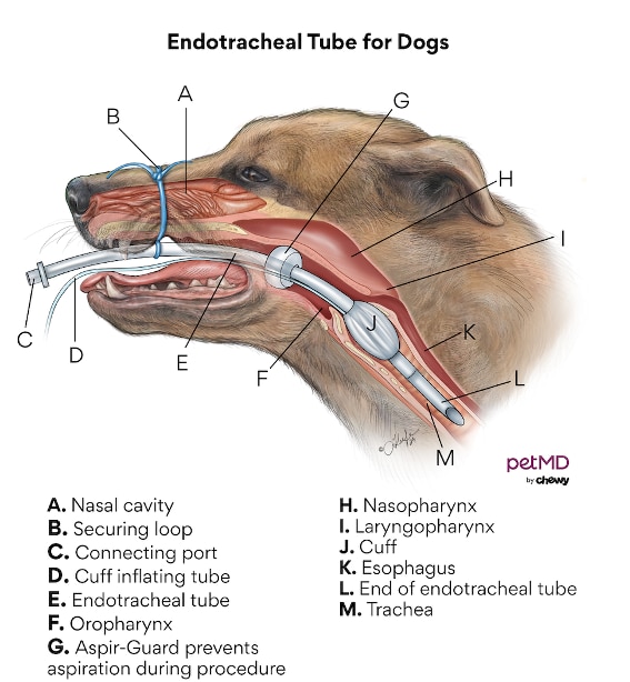 A diagram of an endotracheal tube for dogs.