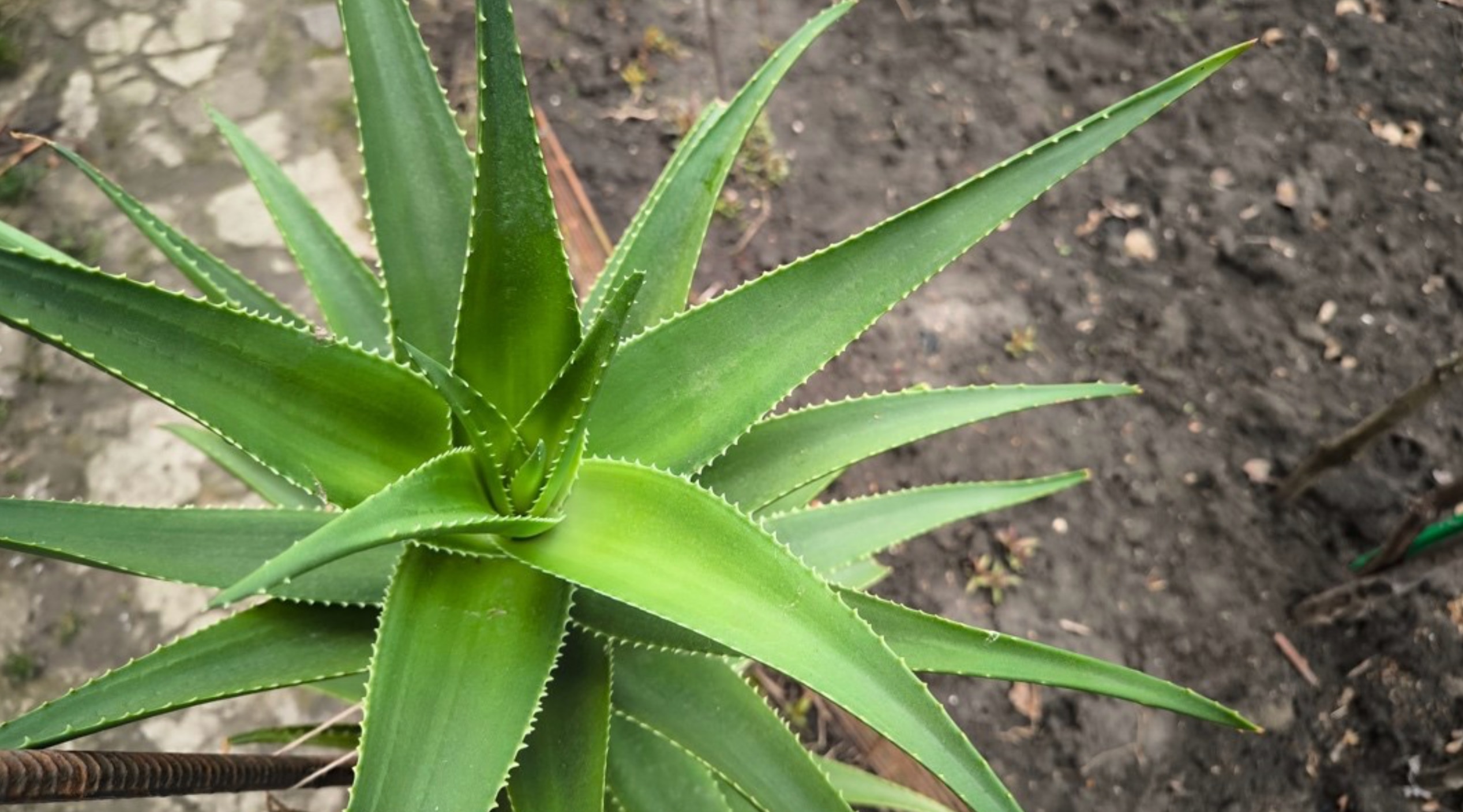 An aloe vera plant in a backyard garden.