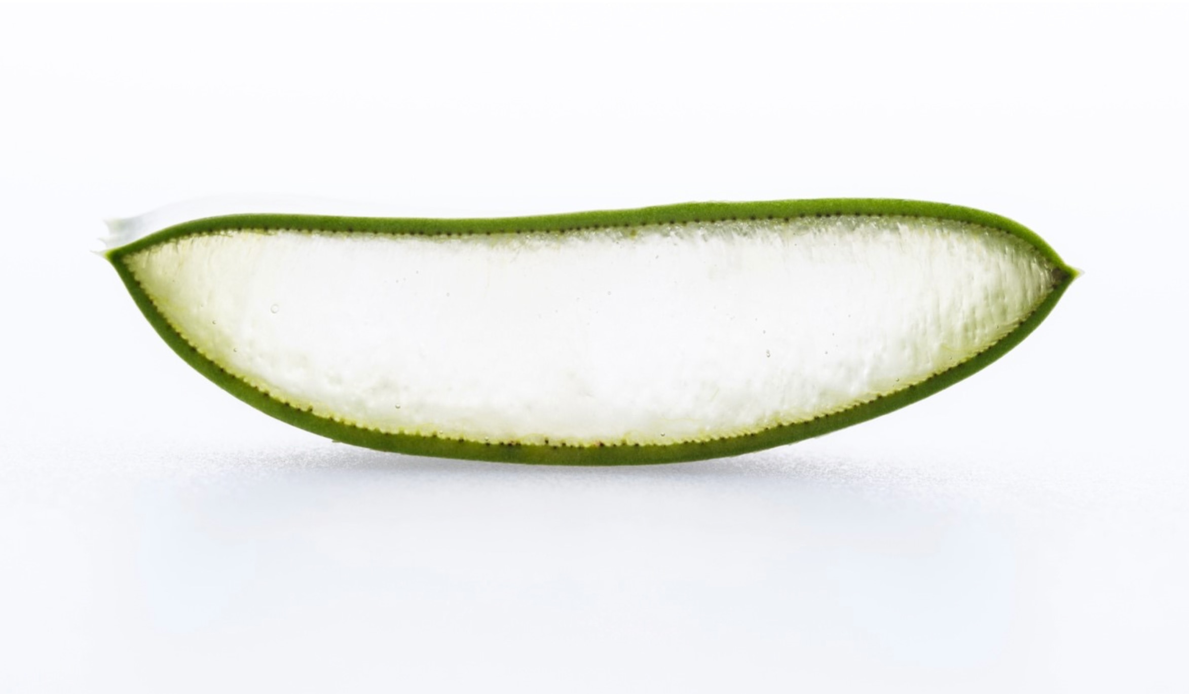 The aloin is the white film along the edges around the gel of the aloe vera plant leaf once it’s broken open.
