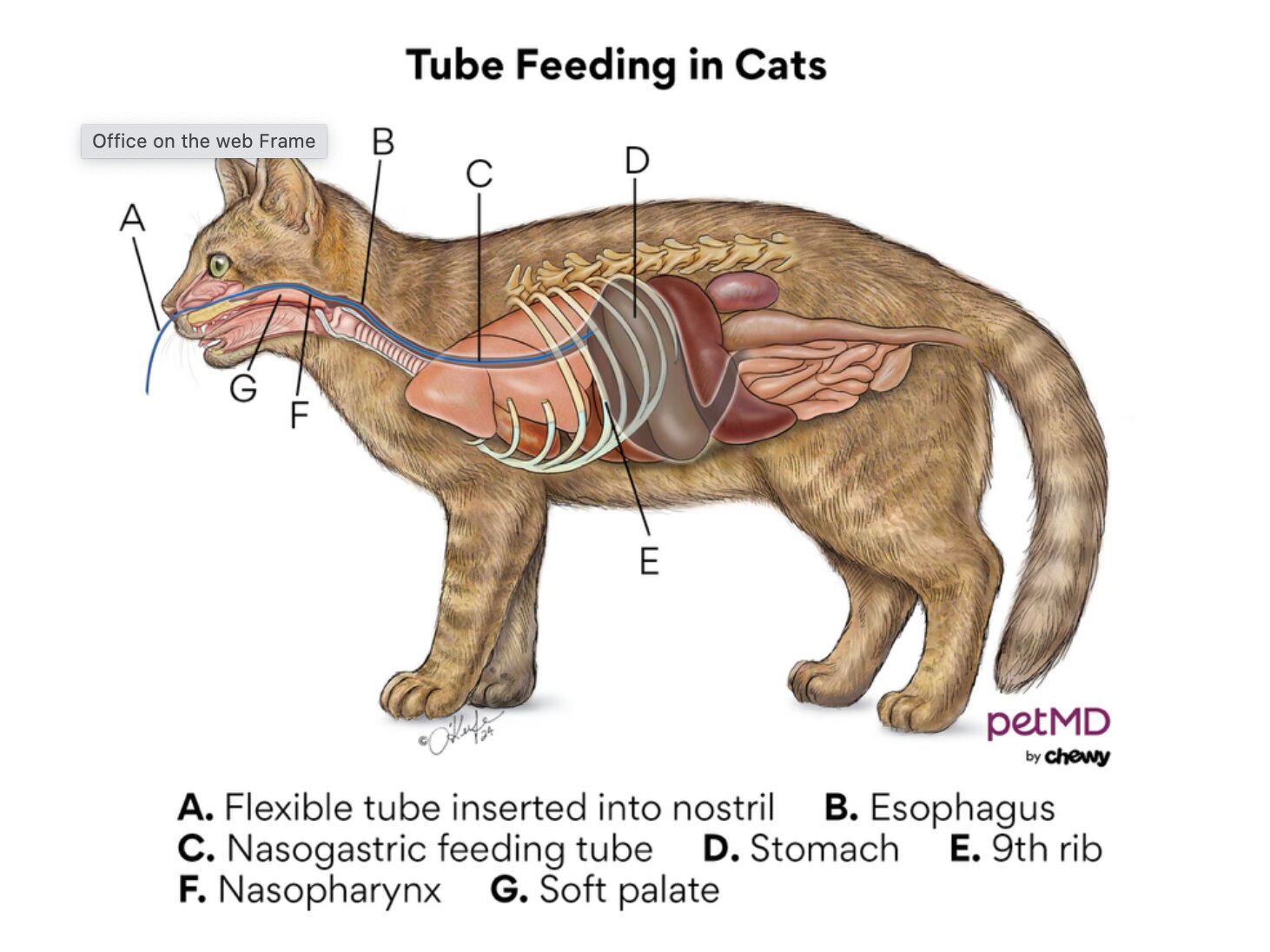 Cat Tube Feeding