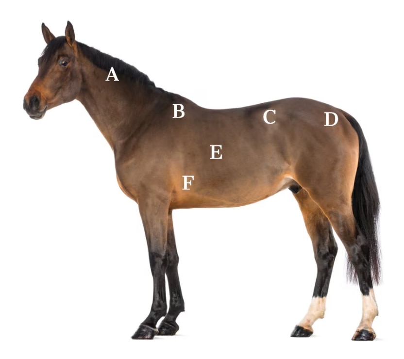 Horse body condition scoring