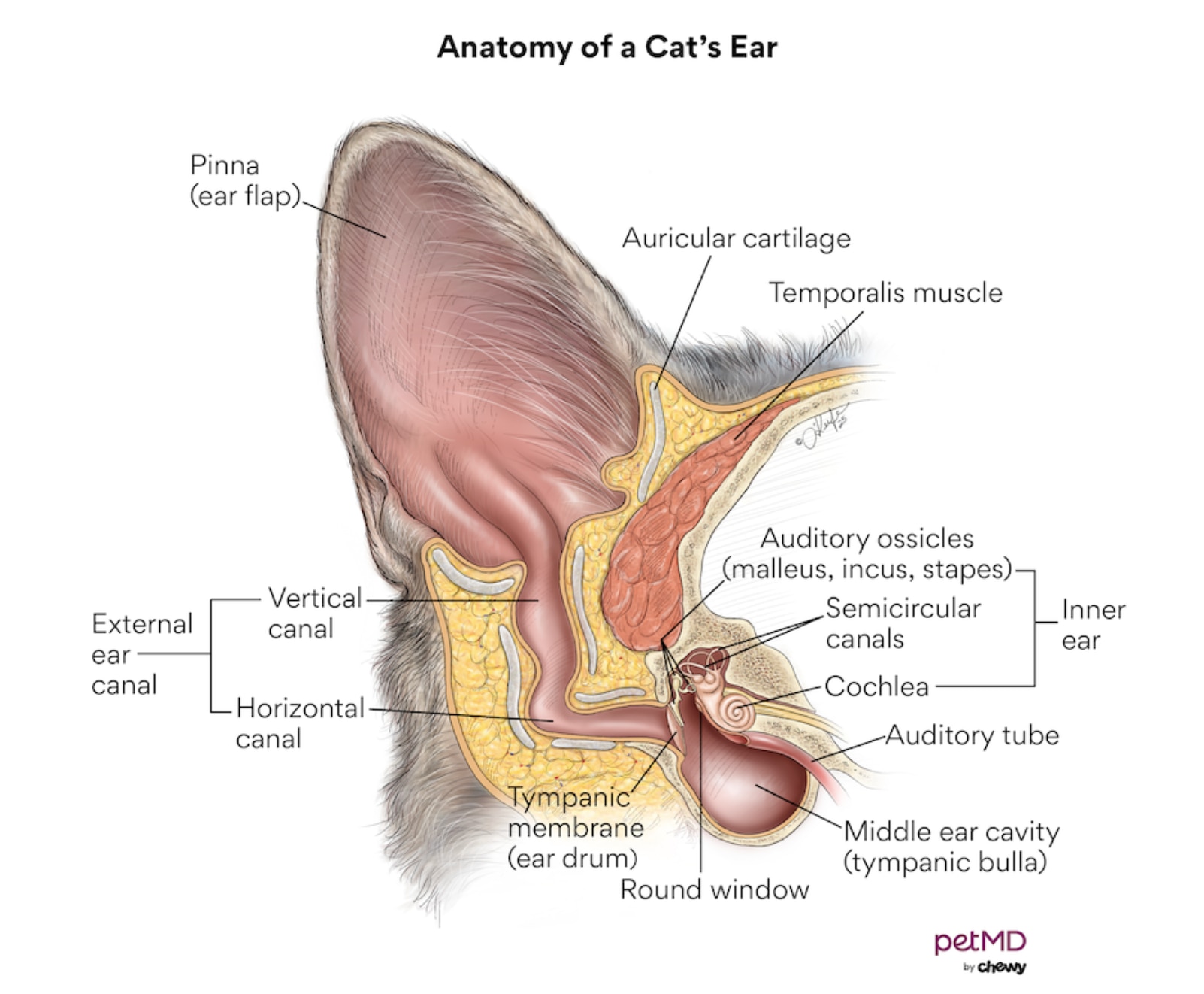 cat ear anatomy; a diagram of a cat's ear.
