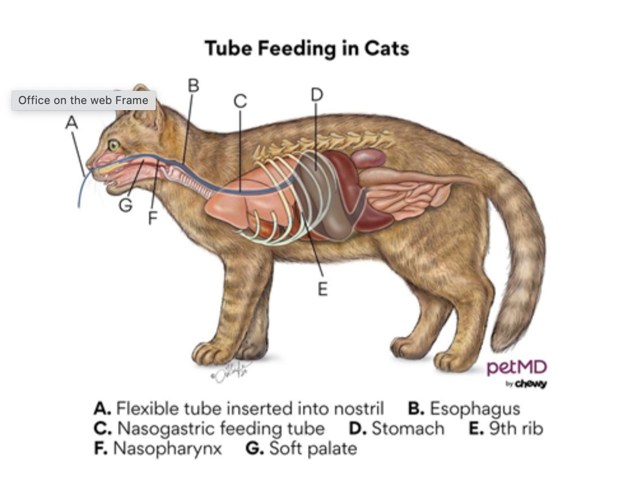 Bobcat Fever in Cats: Symptoms, Treatment and Prevention Bobcat Fever in Cats: Symptoms, Treatment and Prevention