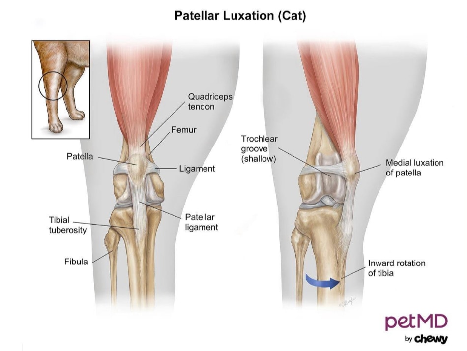 patella luxation