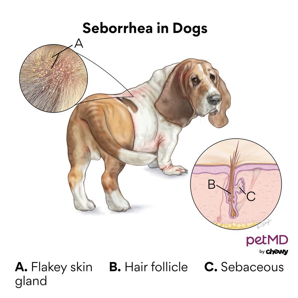 how do you treat dry flaking skin on a dog