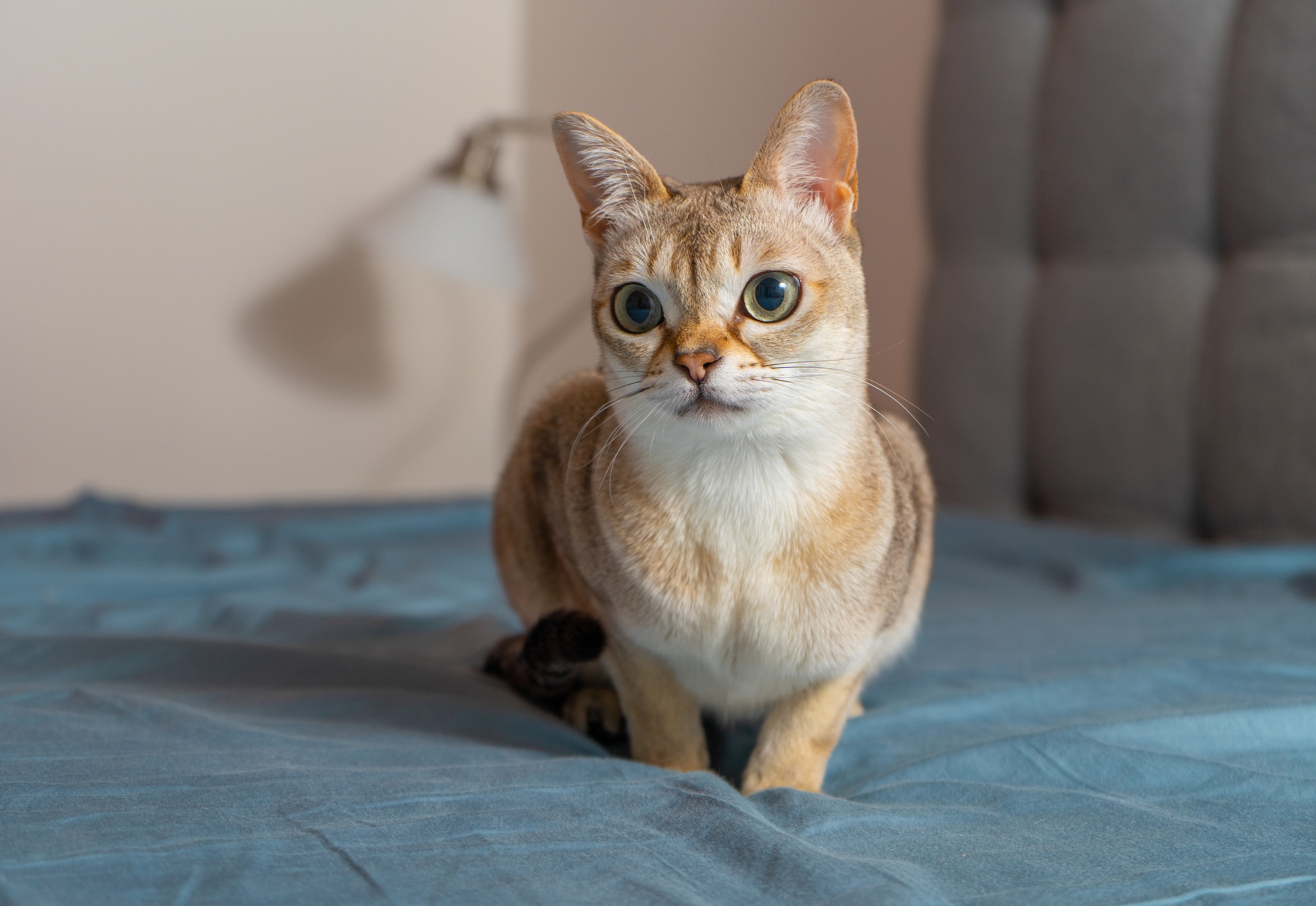 A Singapura cat loafs on a bed with a blue comforter.
