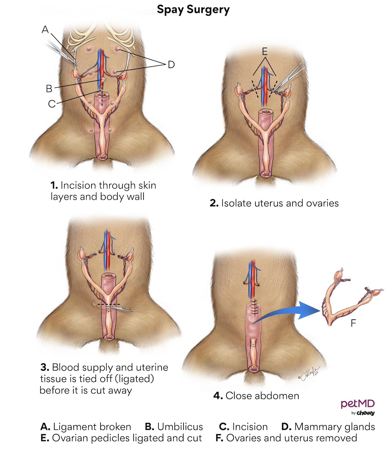 A diagram of spay surgery for dogs.