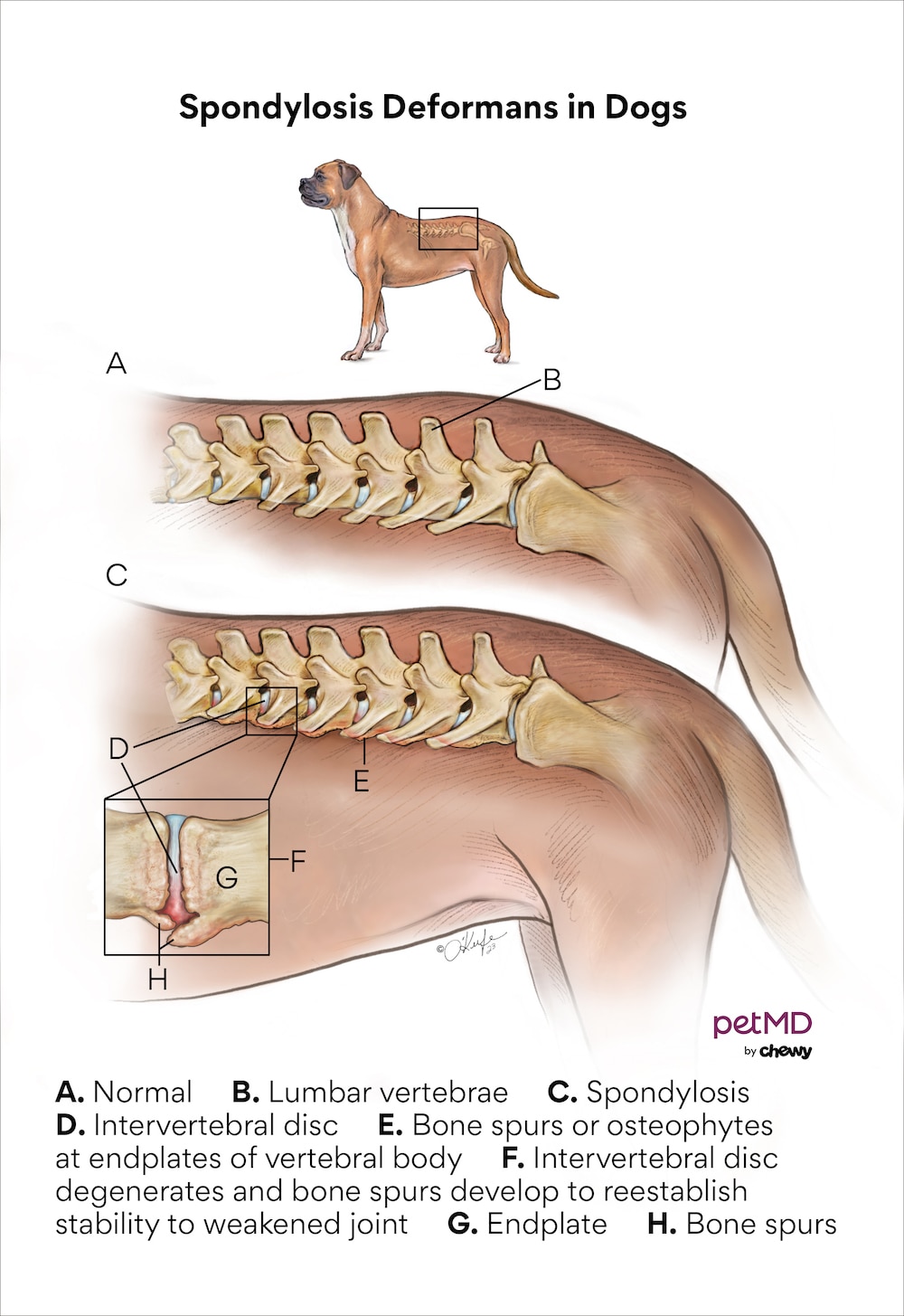 is spondylosis in dogs hereditary