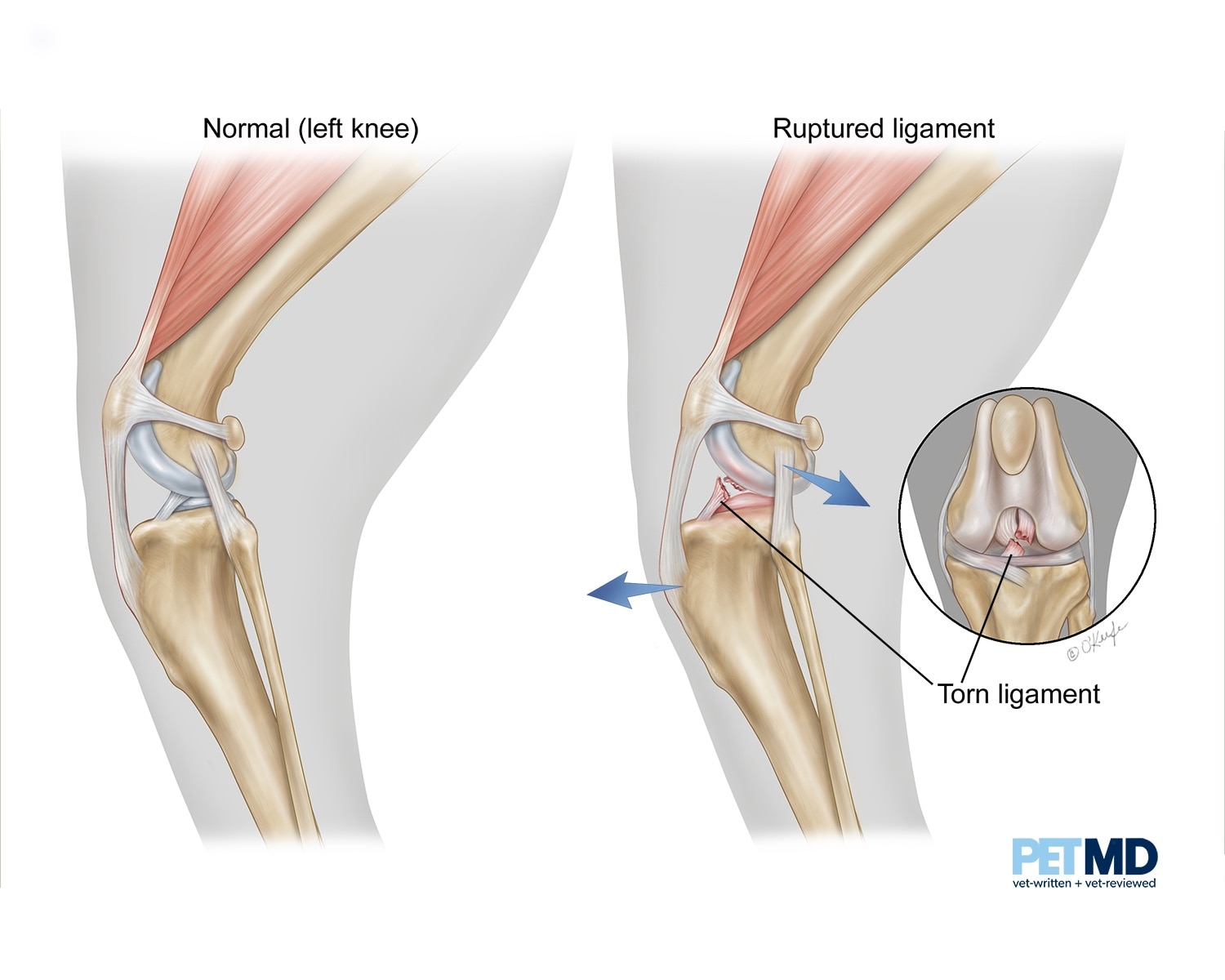 where is the knee joint on a dog