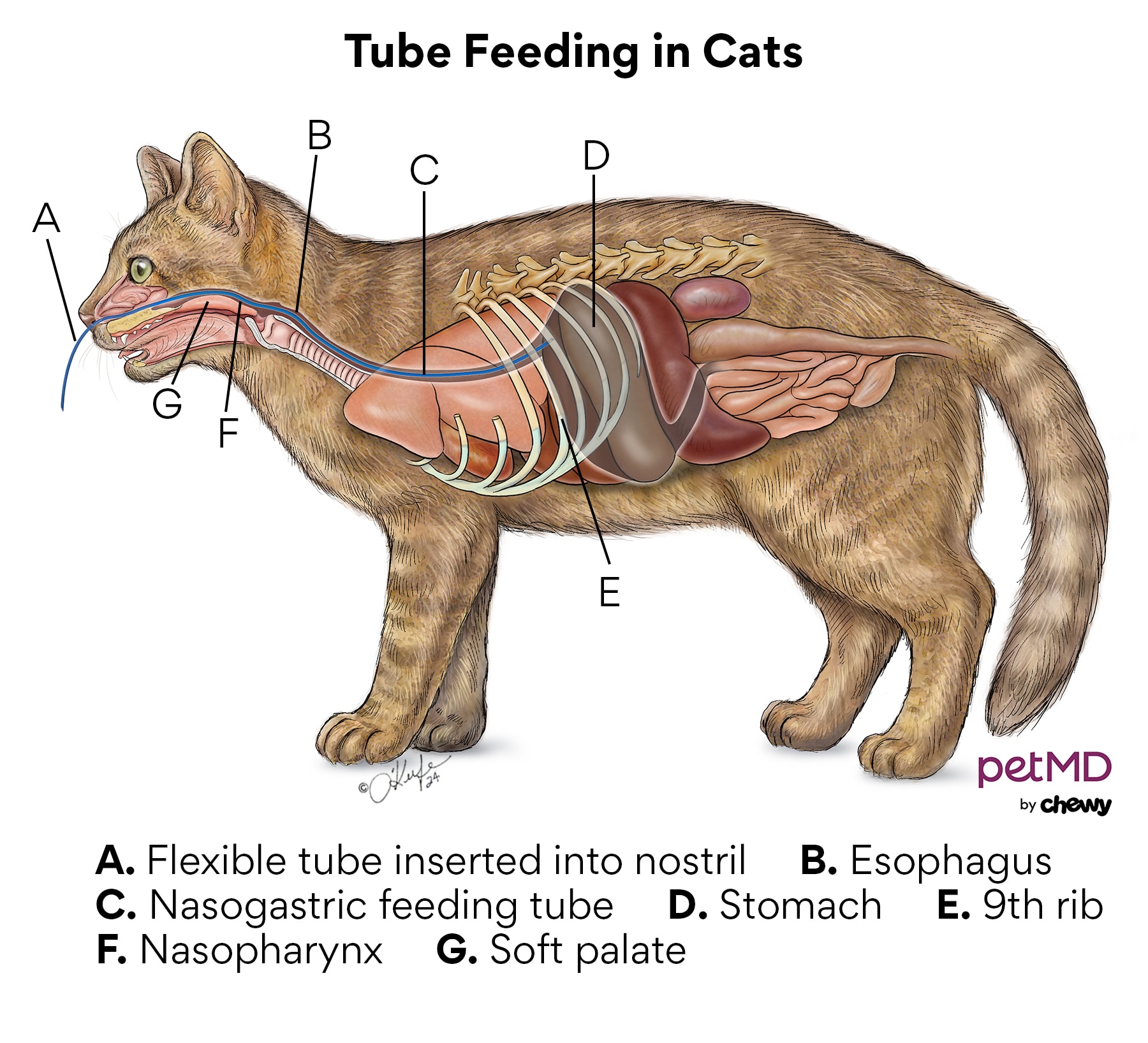 tube feeding; a diagram of a cat with a feeding tube.