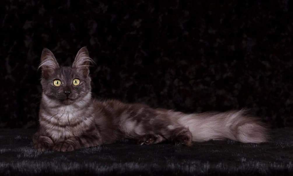 gray longhaired turkish angora cat lying on a black background