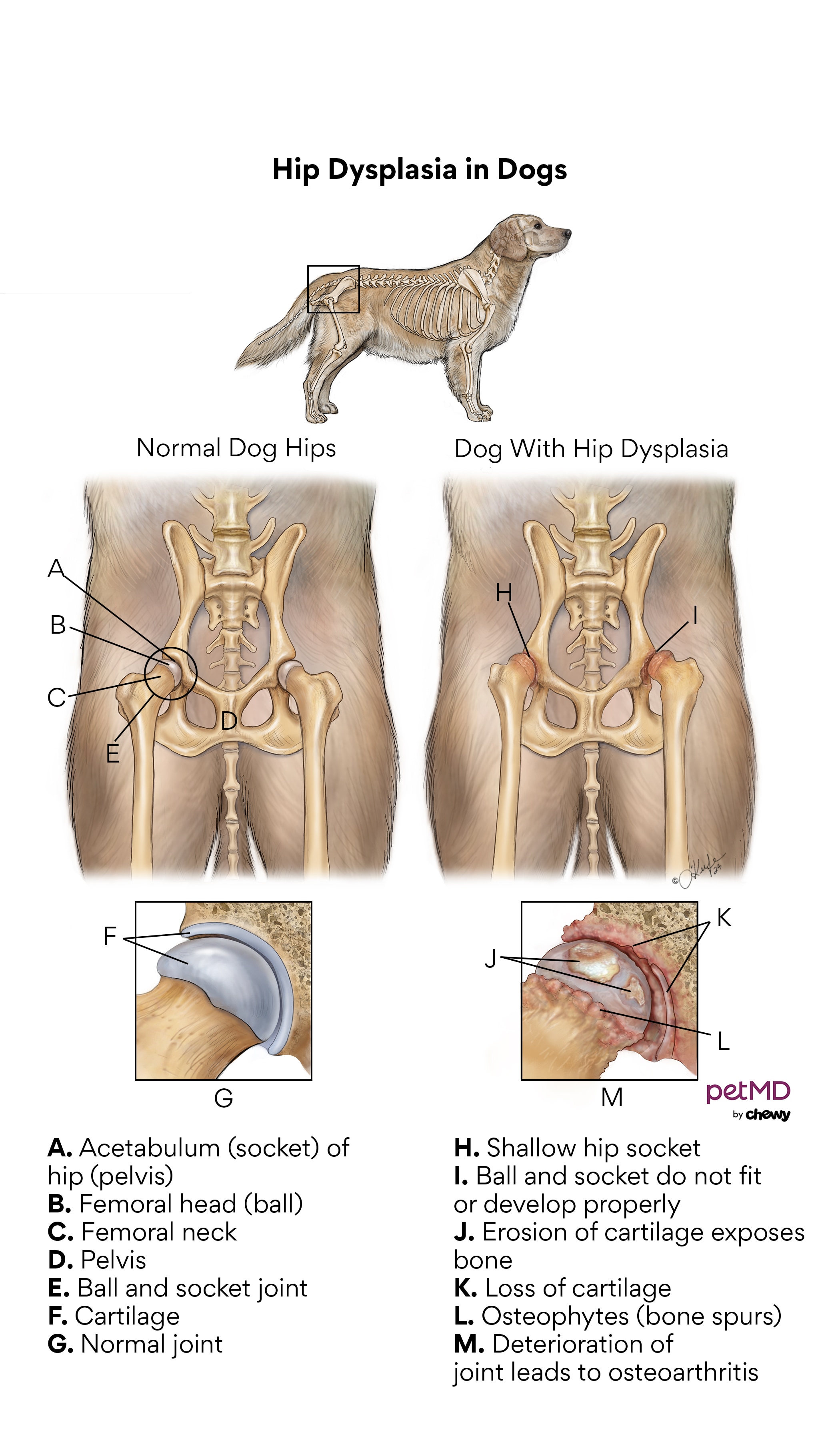 Hip dysplasia in dogs. A diagram of normal dog hips and hip dysplasia in dogs.