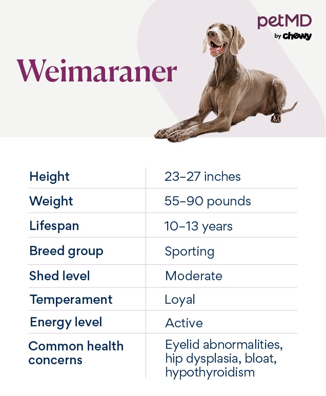 chart depicting a Weimaraner's breed characteristics