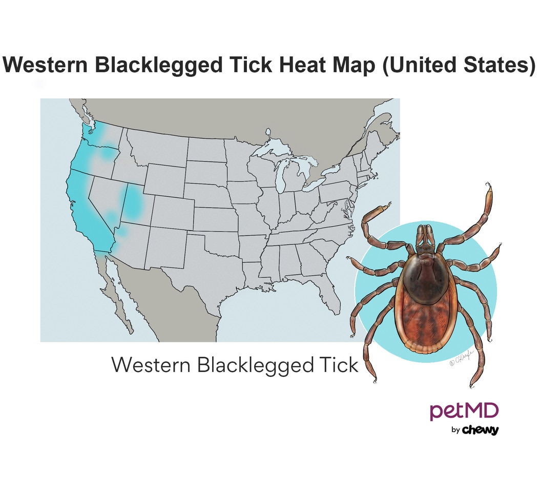 Western Black-legged Tick