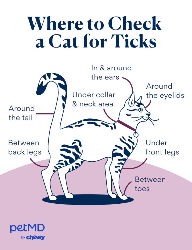 where to check a cat for ticks