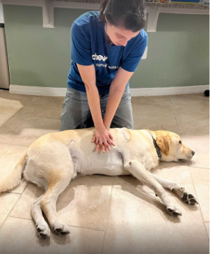 A veterinarian demonstrates hands interlocked over the widest part of the dog’s chest. 