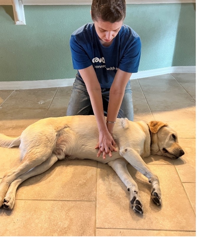 a vet places her interdigitated fingers over a dog's heart.