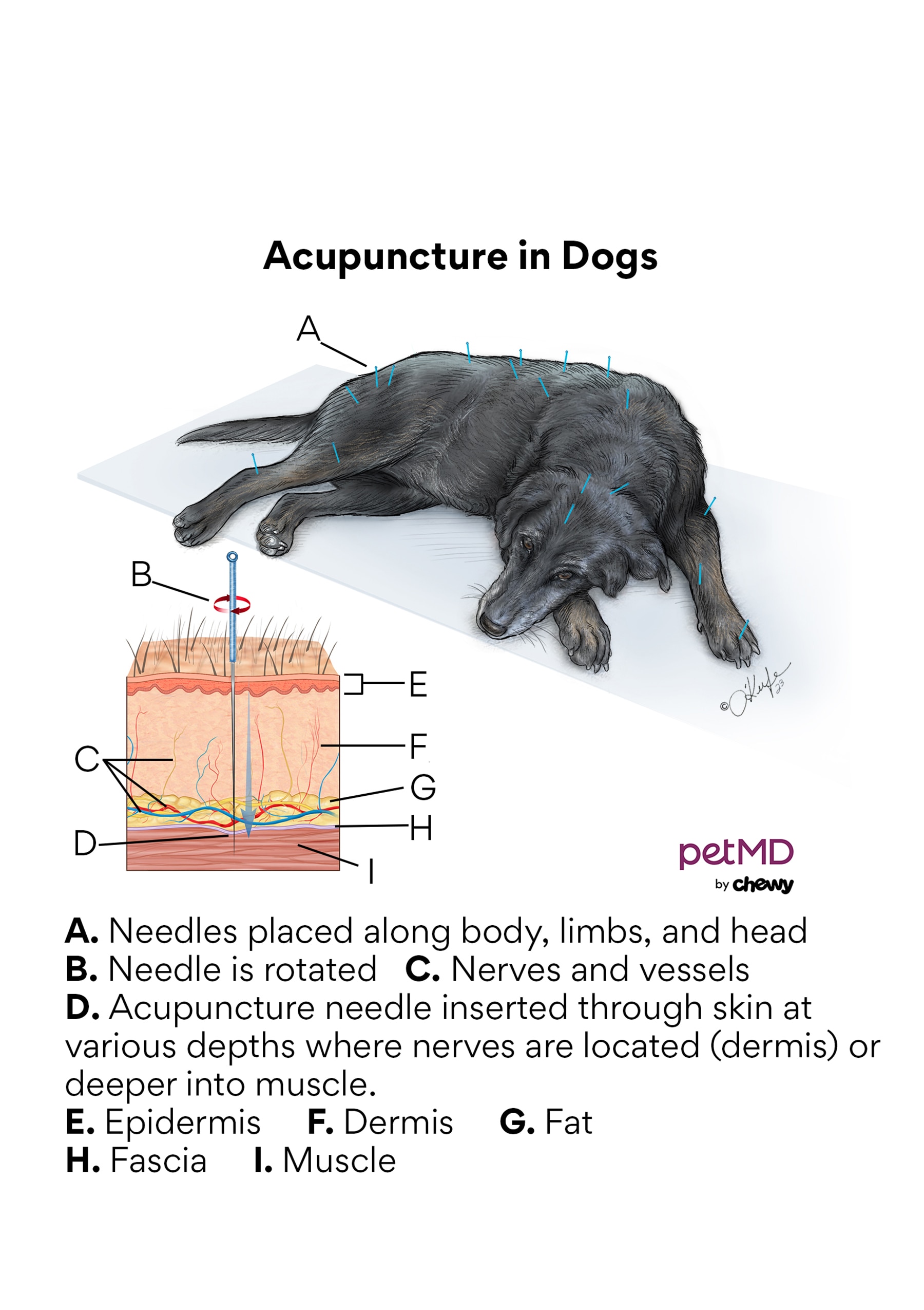 Dog acupuncture diagram